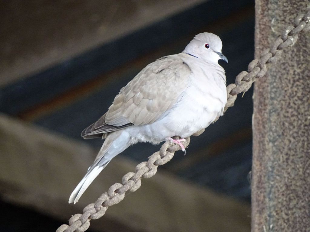 La Tourterelle turque : en mots et en&nbsp;images