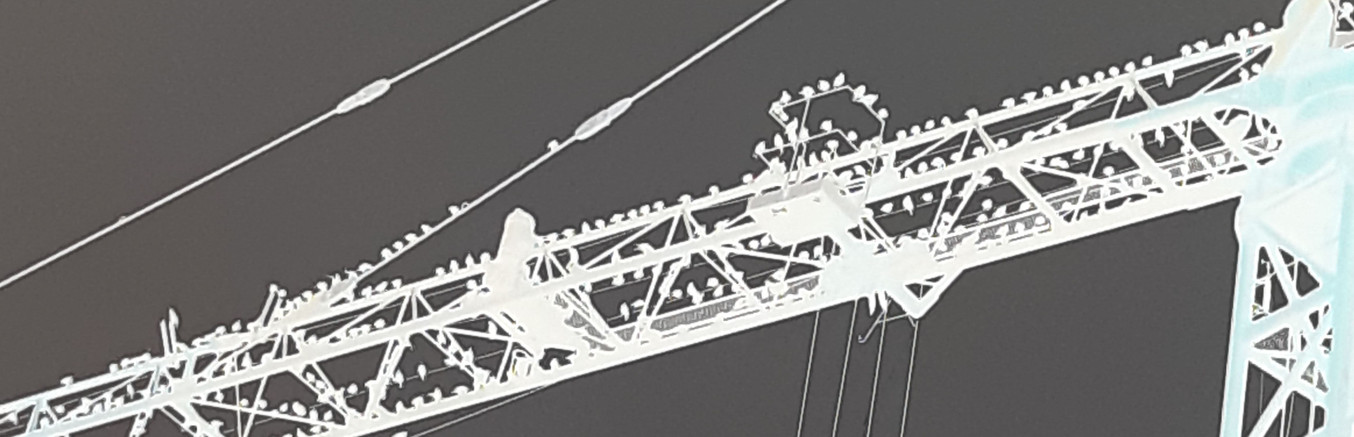 Une grue, des étourneaux, des&nbsp;oiseaux