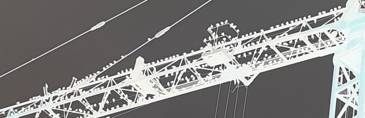 Une grue, des étourneaux, des&nbsp;oiseaux