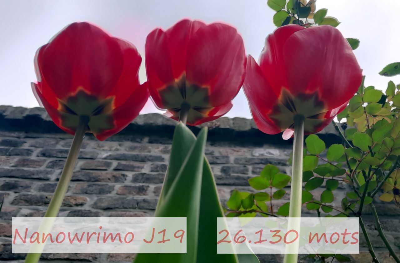 Nanowrimo J19, trois petits&nbsp;cochons