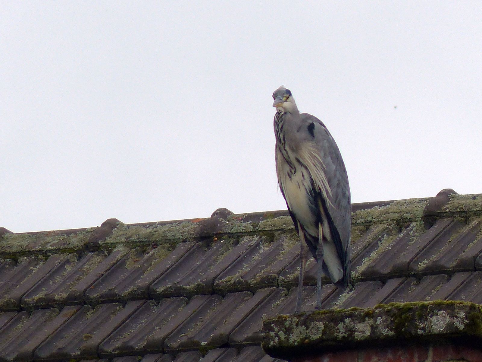 Un peu d&rsquo;ornitho : A comme&nbsp;ardéidés