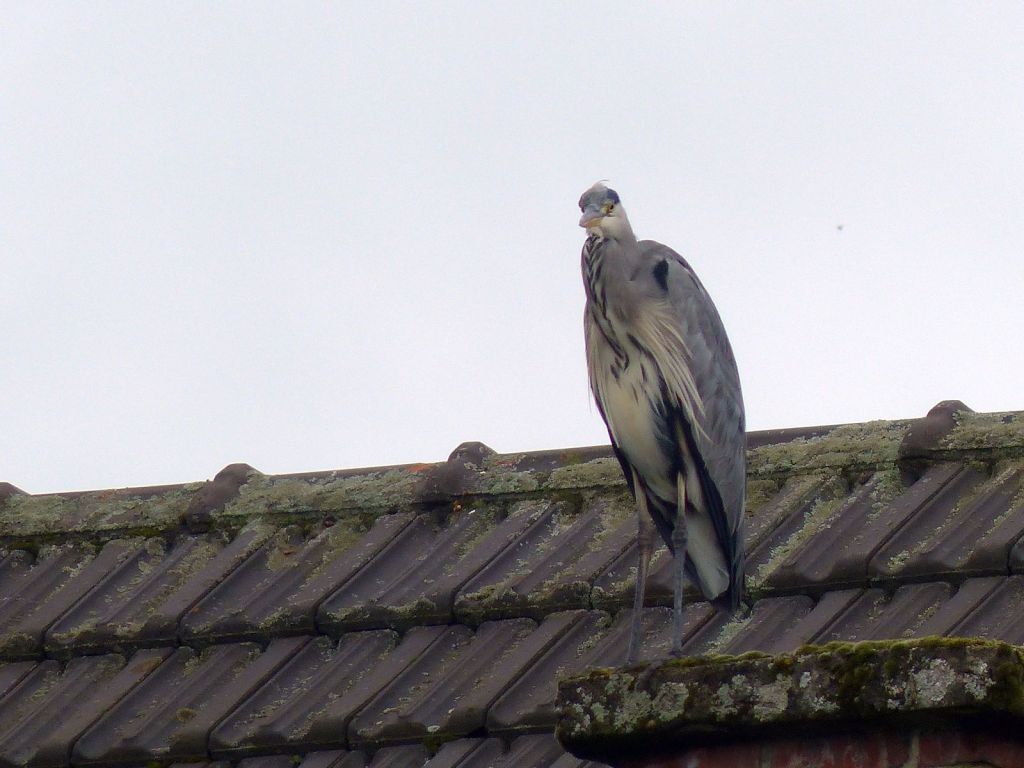 Un peu d&rsquo;ornitho : A comme&nbsp;ardéidés