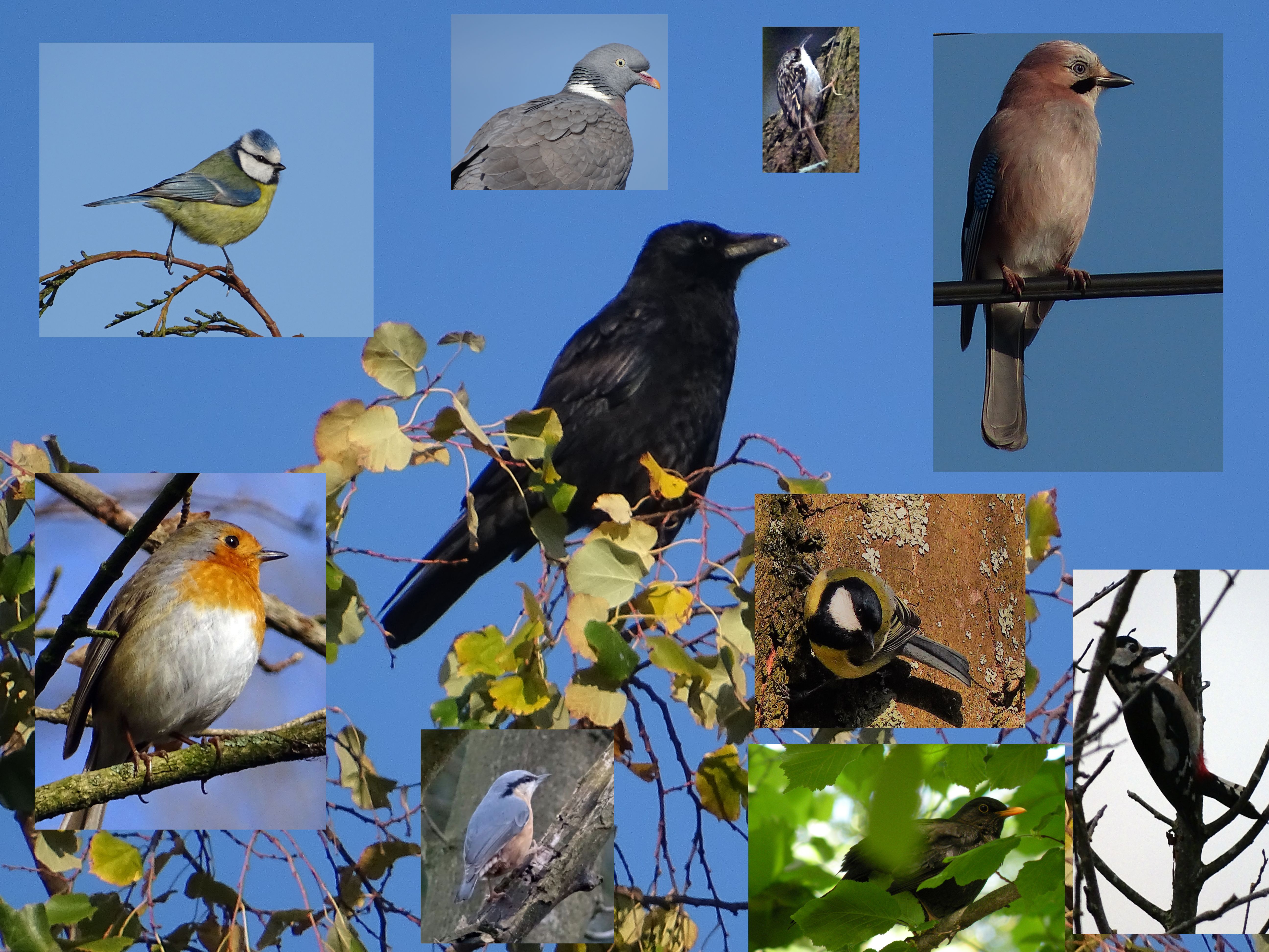 Un bain de nature à&nbsp;Cointe