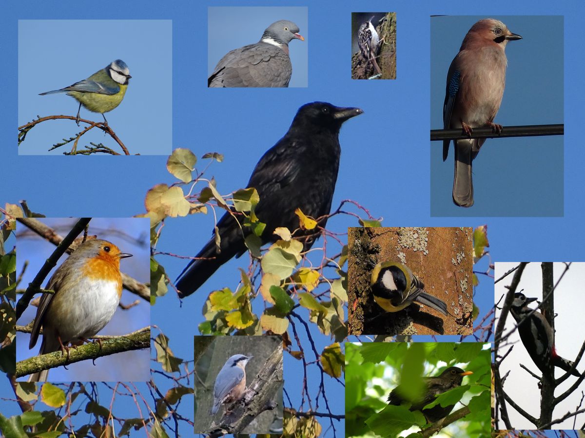 Un bain de nature à&nbsp;Cointe
