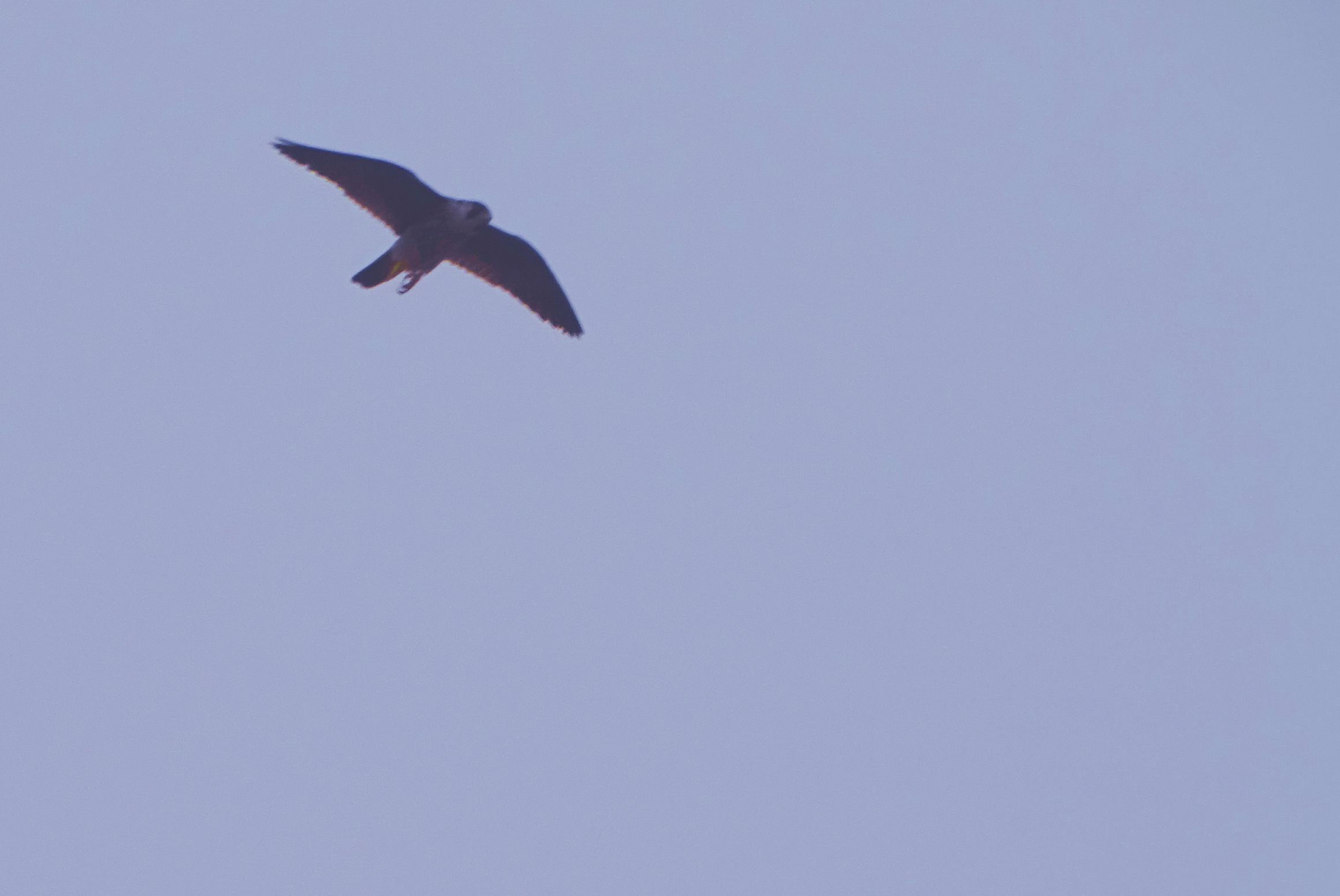 Jeu d&rsquo;écriture : expression qui se&nbsp;mange