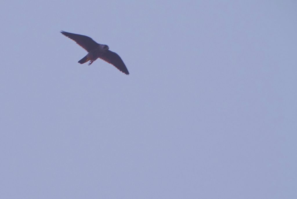 Jeu d&rsquo;écriture : expression qui se&nbsp;mange