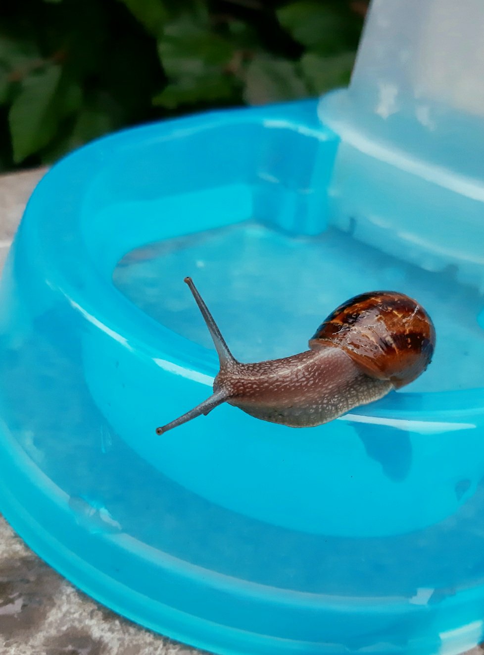 Escargot escarg&rsquo;eau