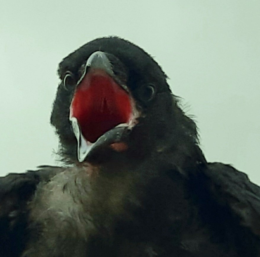 Jeune corneille, corneille&nbsp;noire