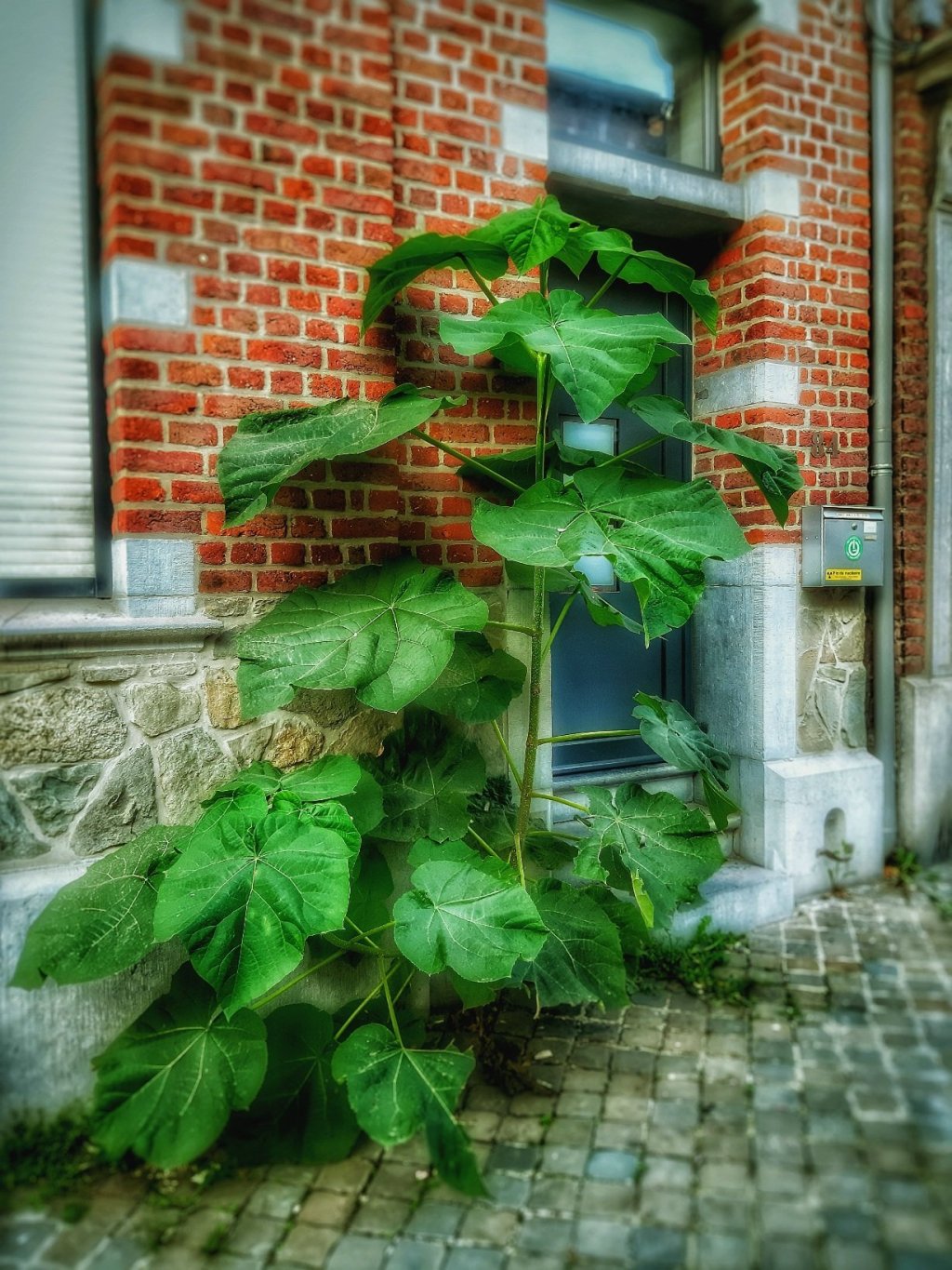 Une histoire, une photo, un matin, une imagination bien plantée !