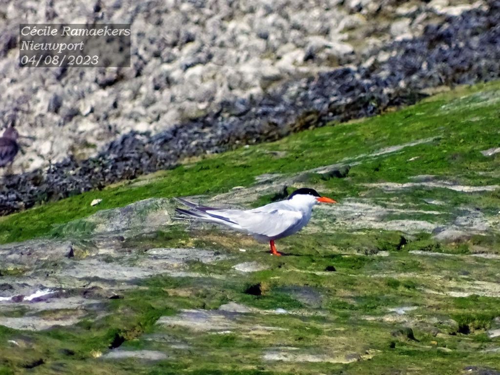 Les marrants oiseaux marins et des photos à gogo !