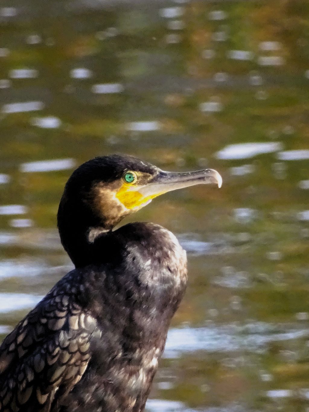 Le Parc de Hauster, à&nbsp;Chaudfontaine