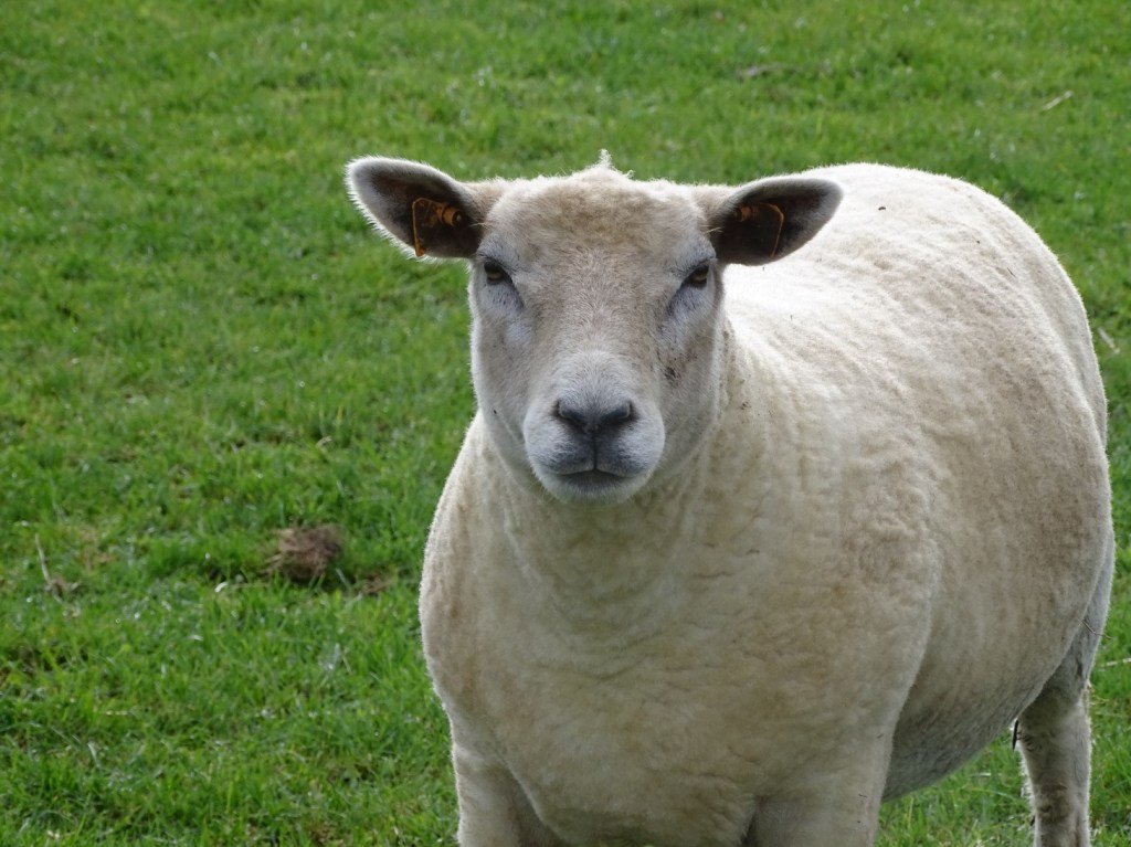 Faire du sport avec les animaux de la ferme
