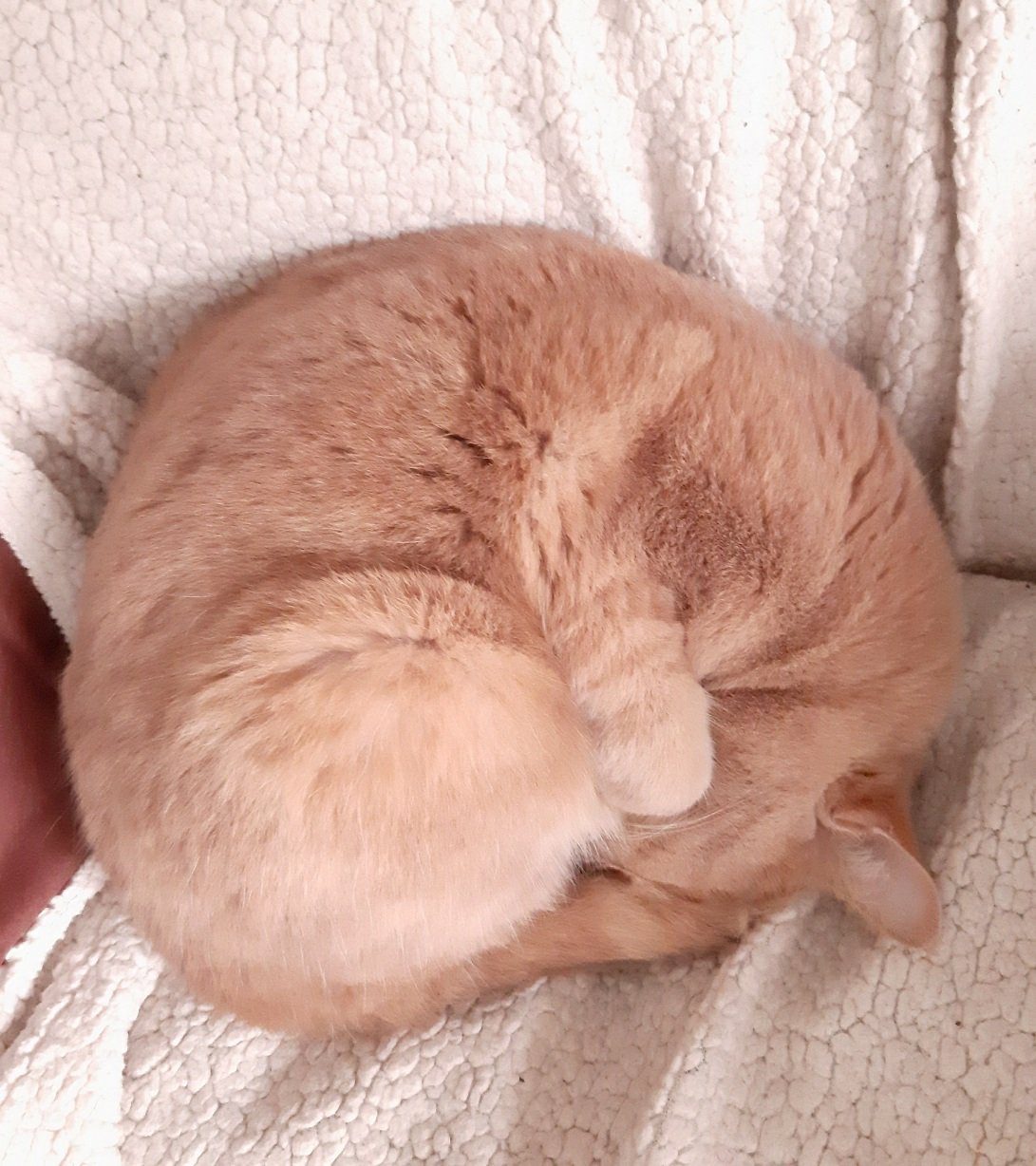 Se mettre en boule comme&nbsp;chat