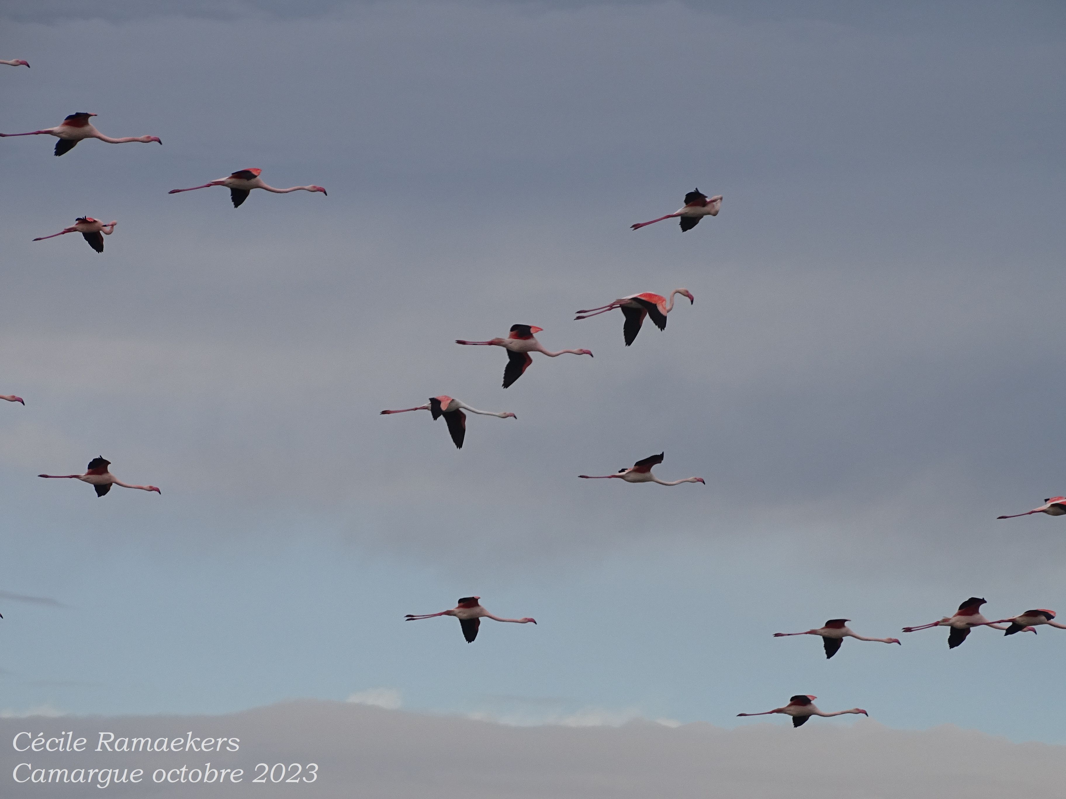La Camargue, carnet de&nbsp;voyage