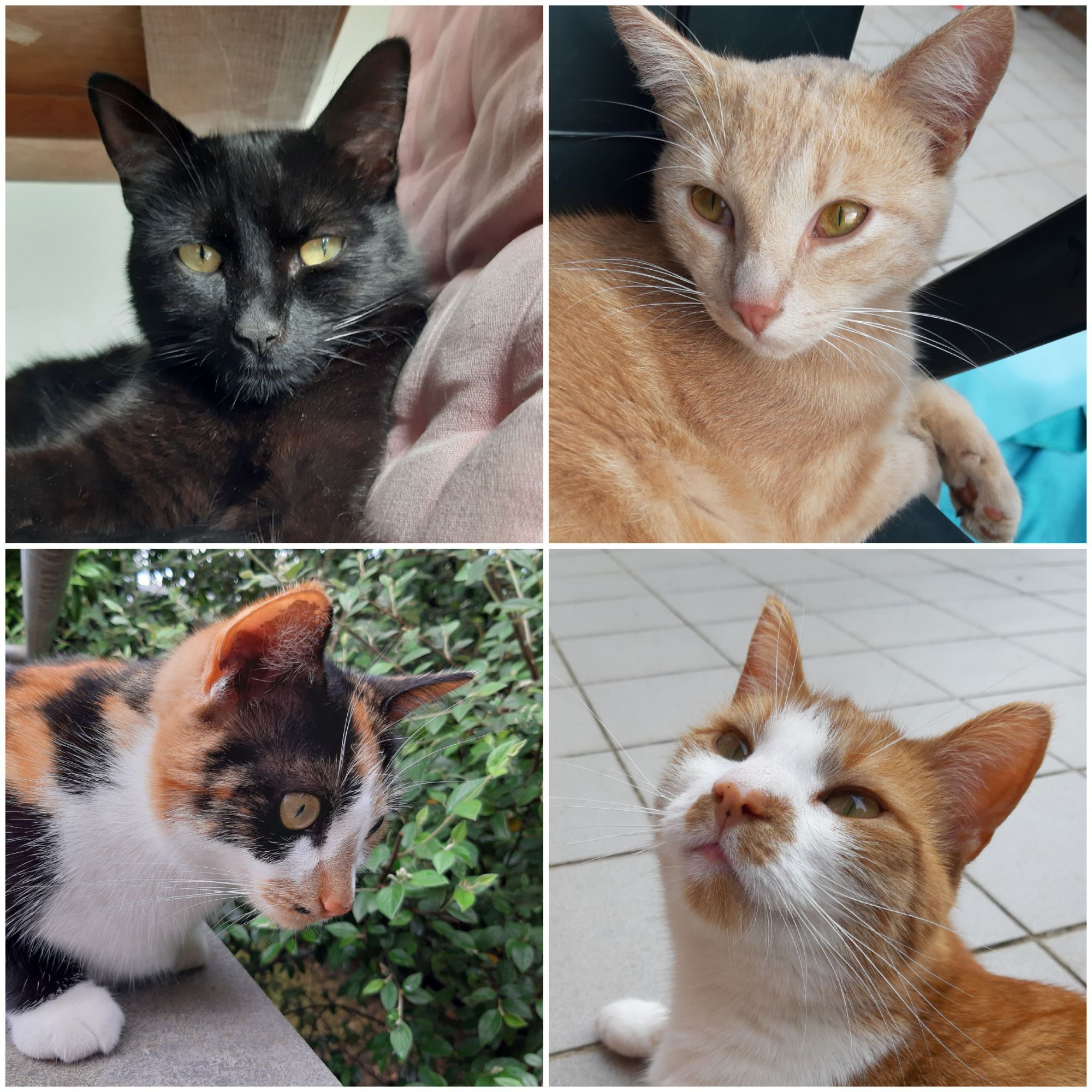 Je suis au service de mes&nbsp;chats