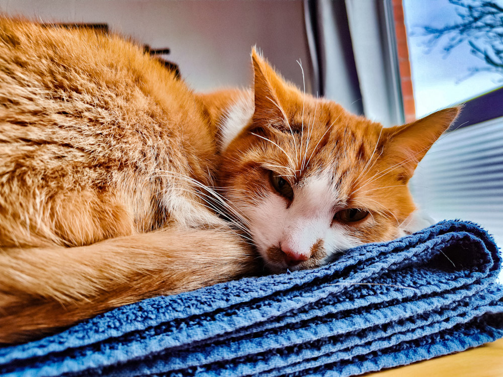 Chat au régime. Et moi&nbsp;?