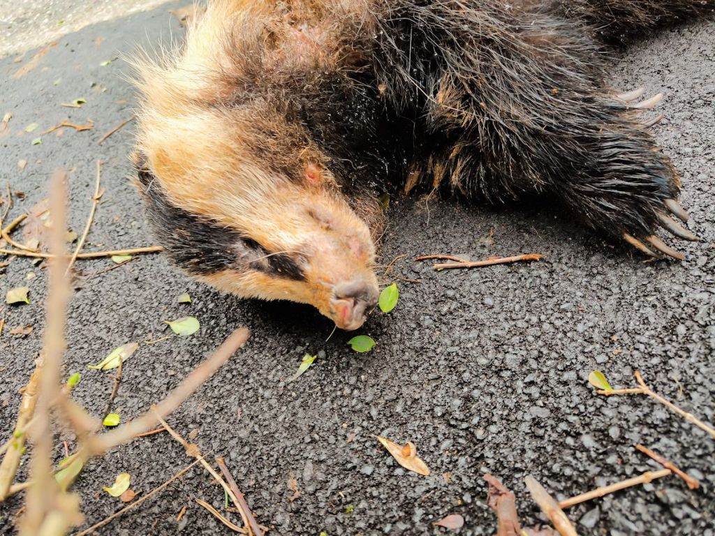 Une victime de la route