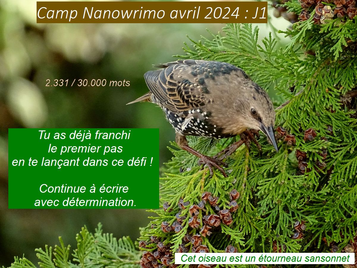 Camp Nano avril 2024 :&nbsp;J1