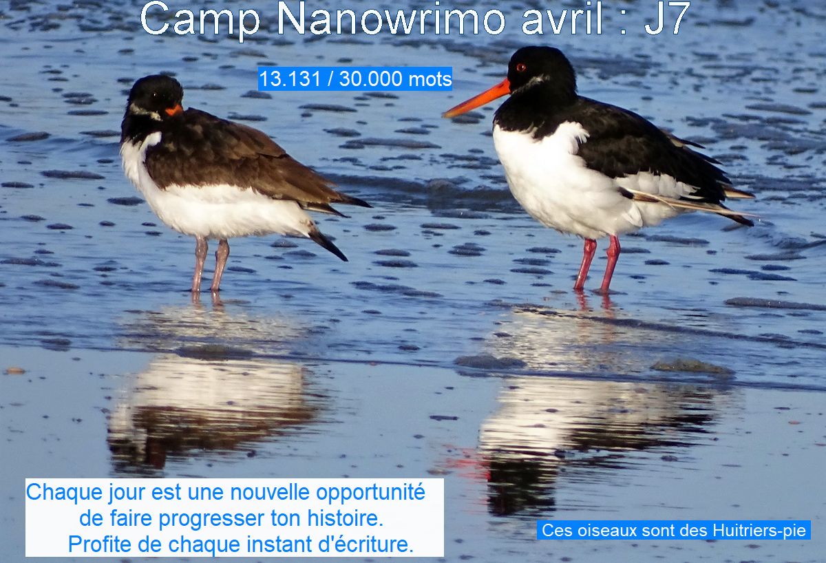 Camp Nano avril 2024 : J7 ça&nbsp;décolle
