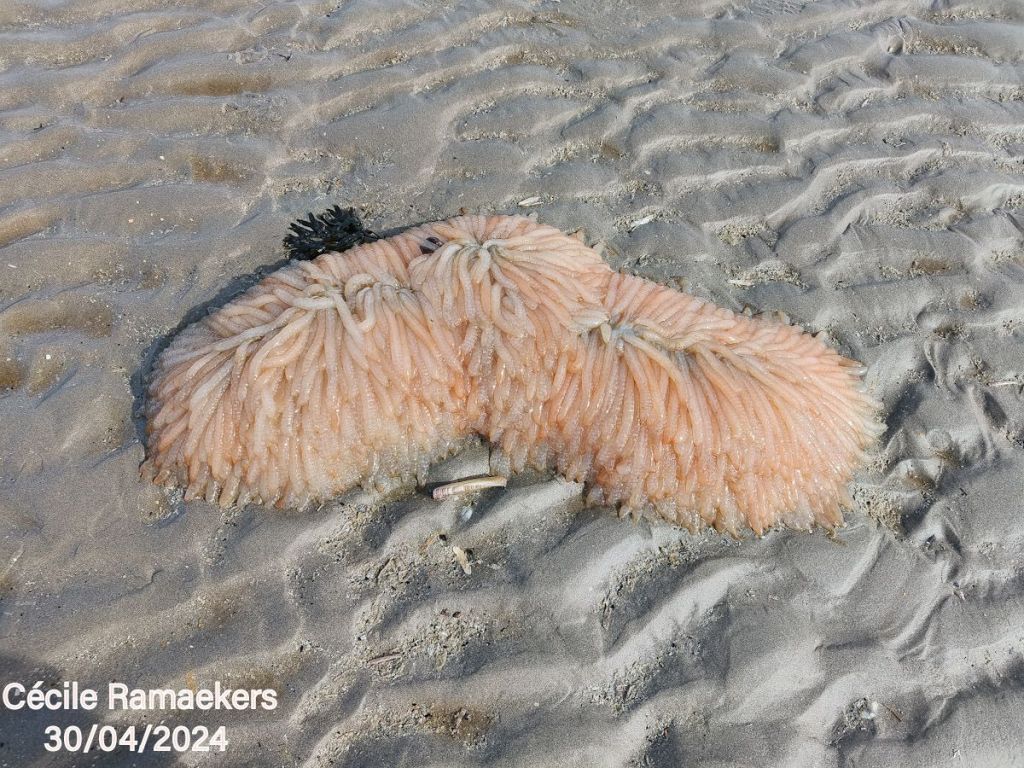 Animal mystère sur la côte belge