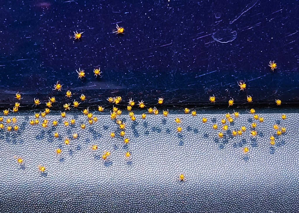 Ma voiture grouille de vie