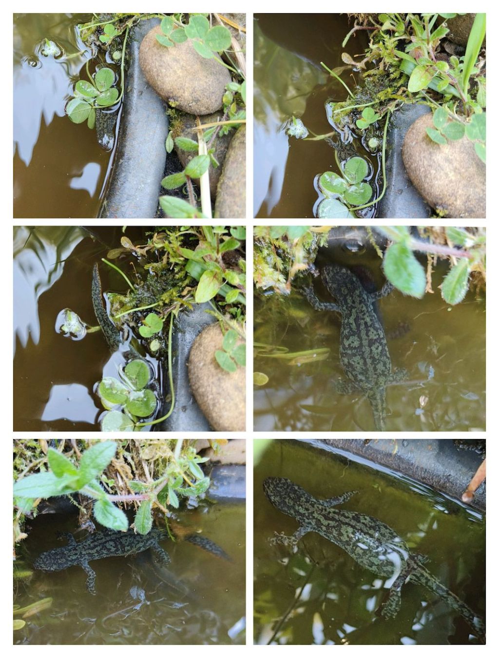 Avoir des yeux de lynx