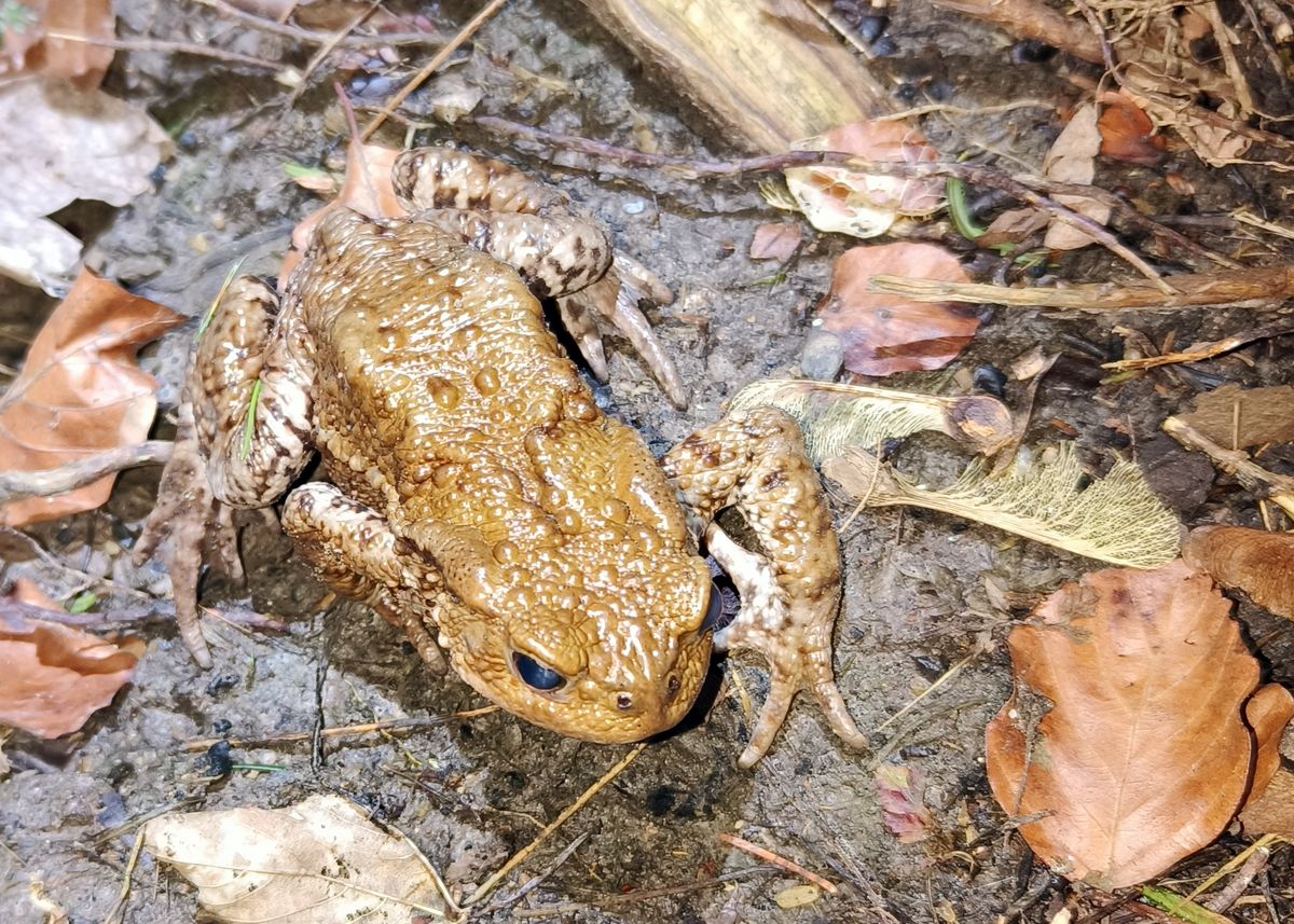 Comptine de printemps crôa&nbsp;crôa