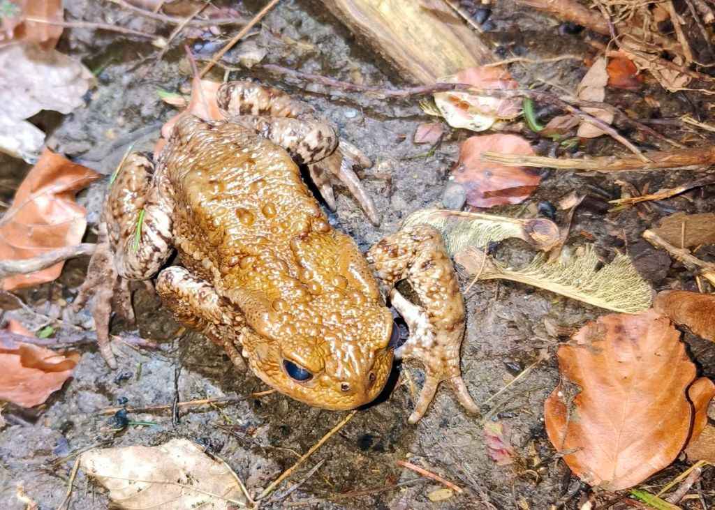 Comptine de printemps crôa crôa