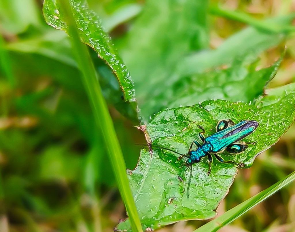 Des insectes de toutes les couleurs