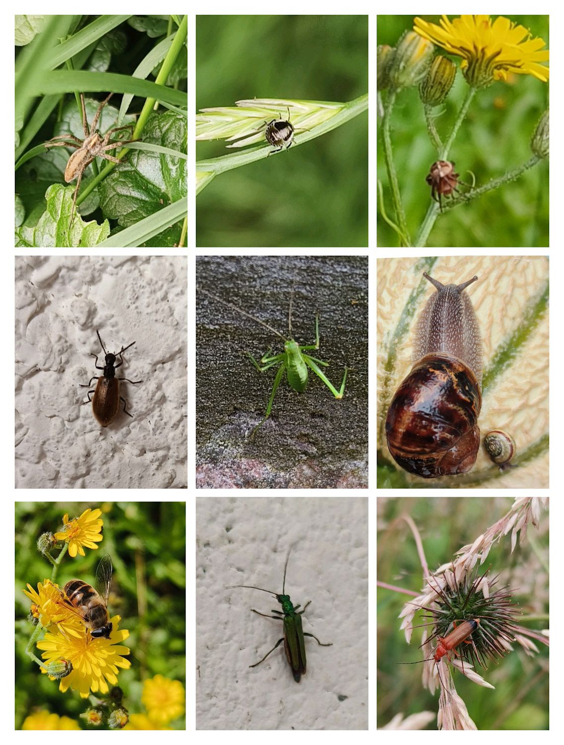Insectes Go : attrapez-les tous&nbsp;!