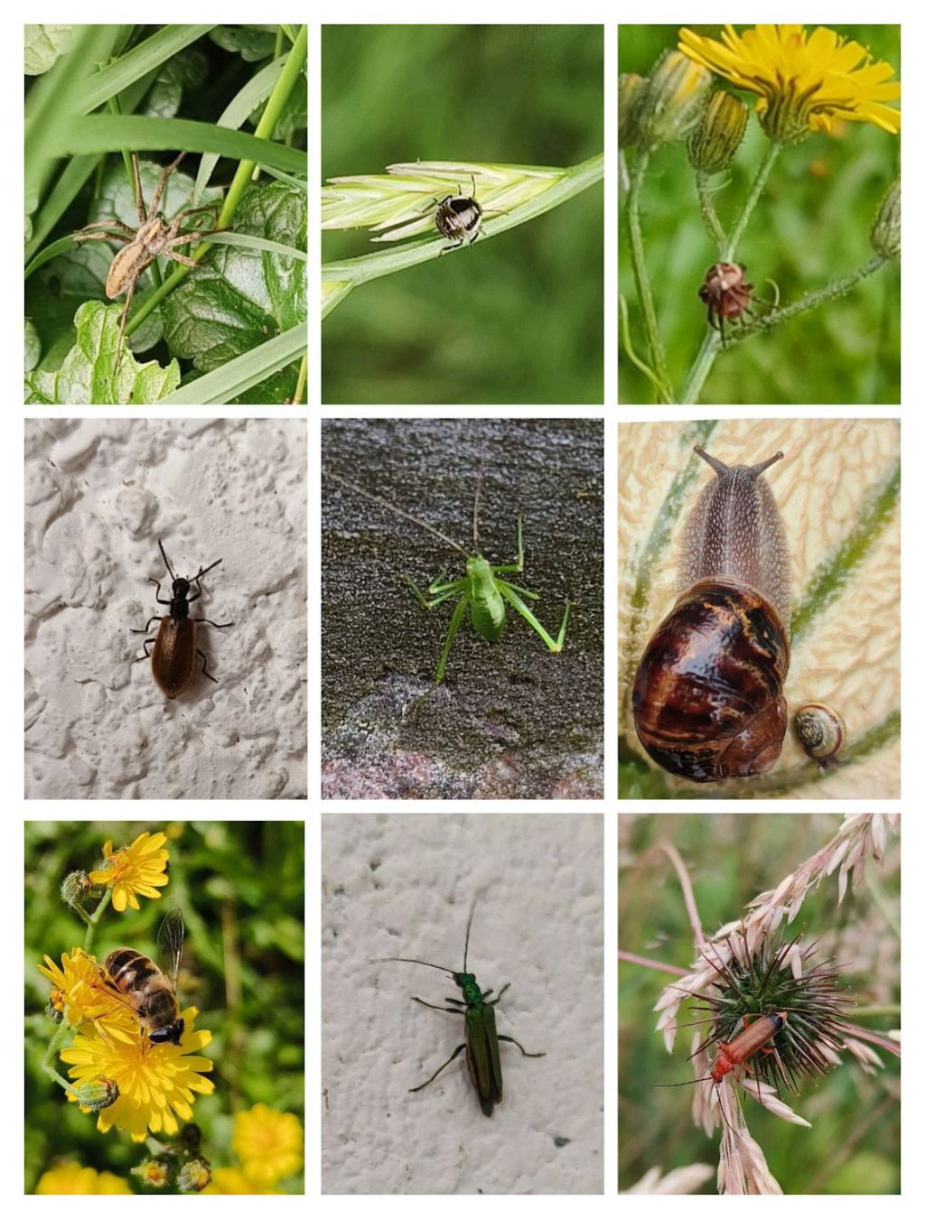 Insectes Go : attrapez-les tous&nbsp;!