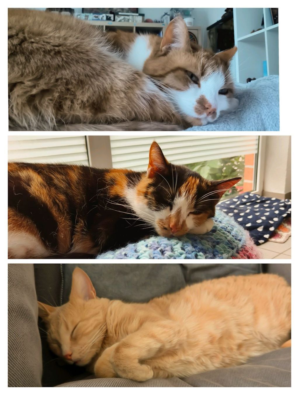 Trois petits chats, à&nbsp;moi