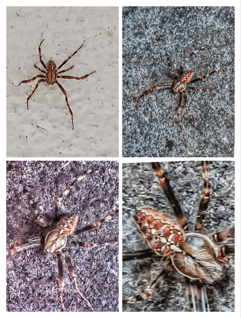 Araignée du matin, je me sens&nbsp;bien