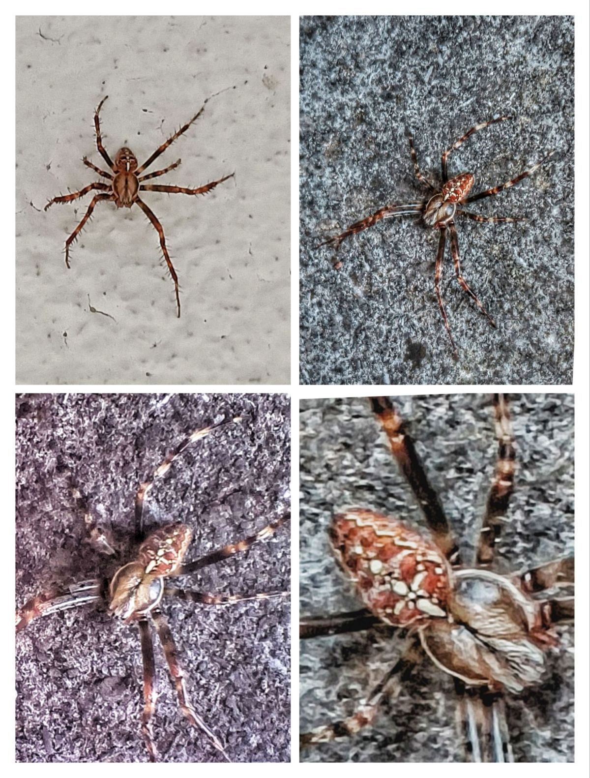 Araignée du matin, je me sens&nbsp;bien