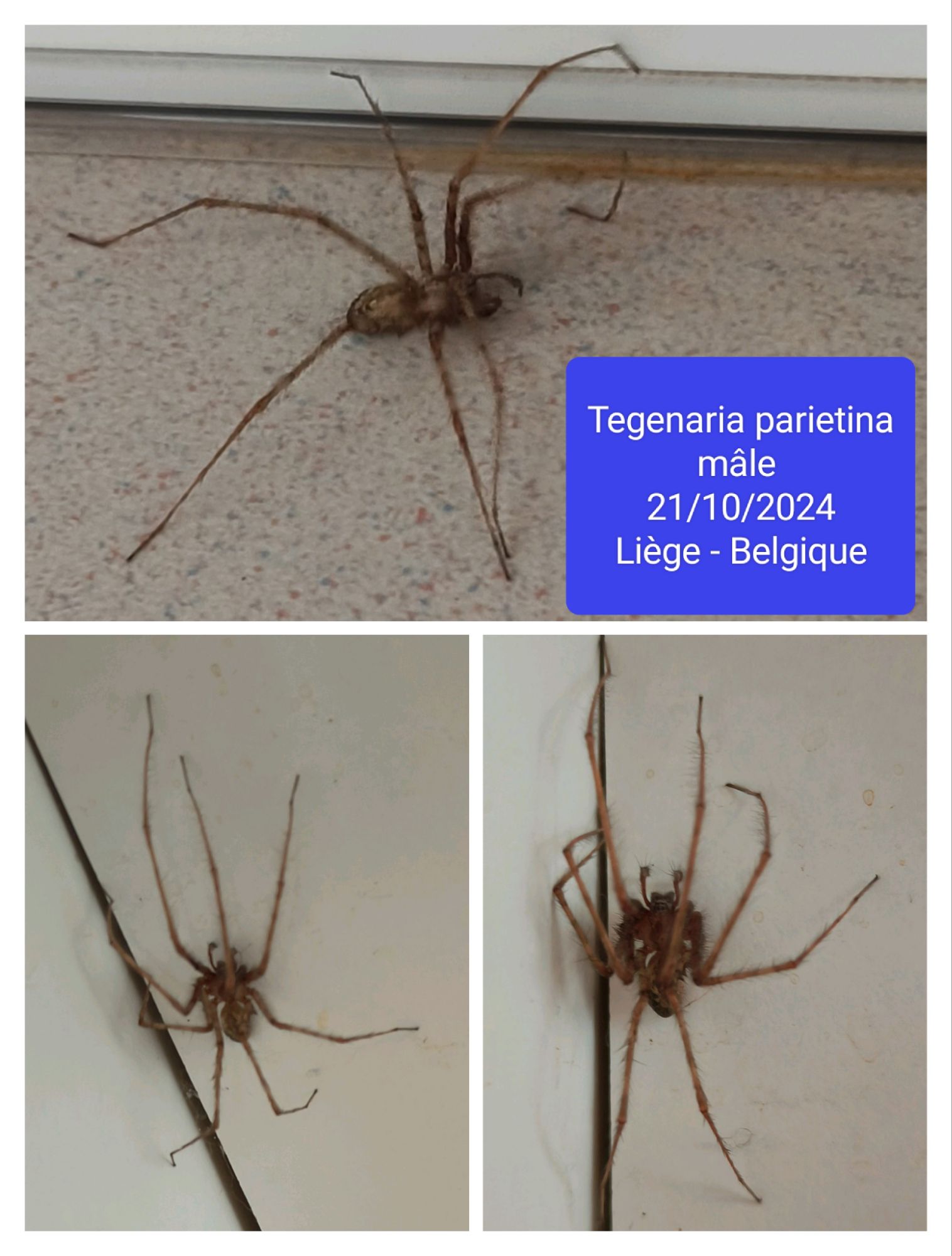 Une araignée, une&nbsp;peur