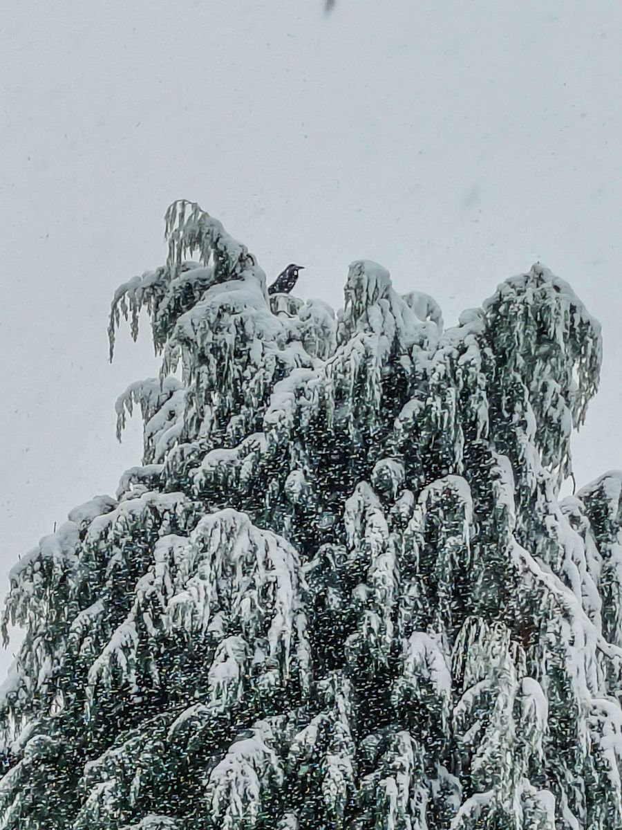 Samedi matin, il&nbsp;neige