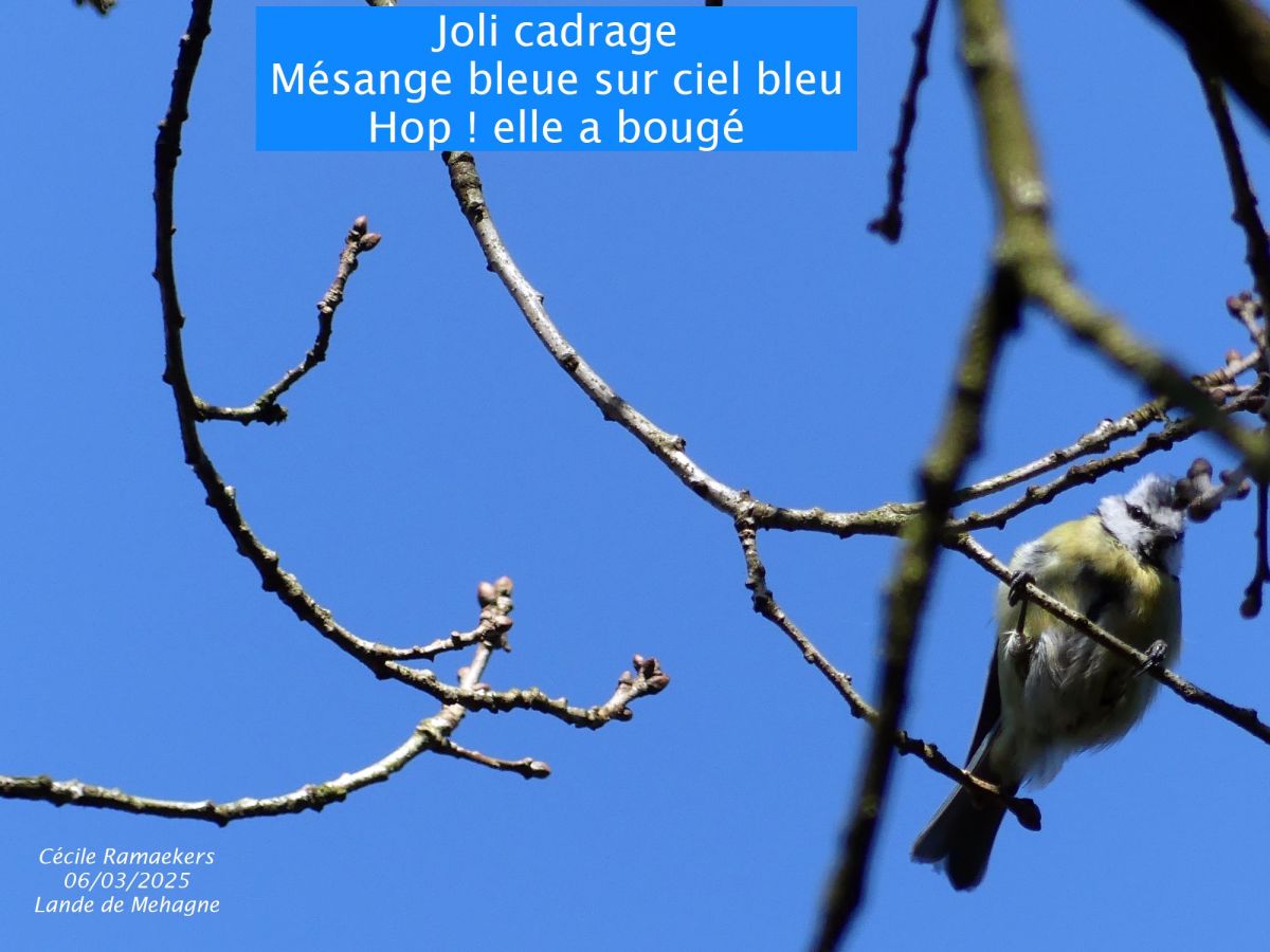 Citation de MC Solaar, savoir prendre du&nbsp;recul