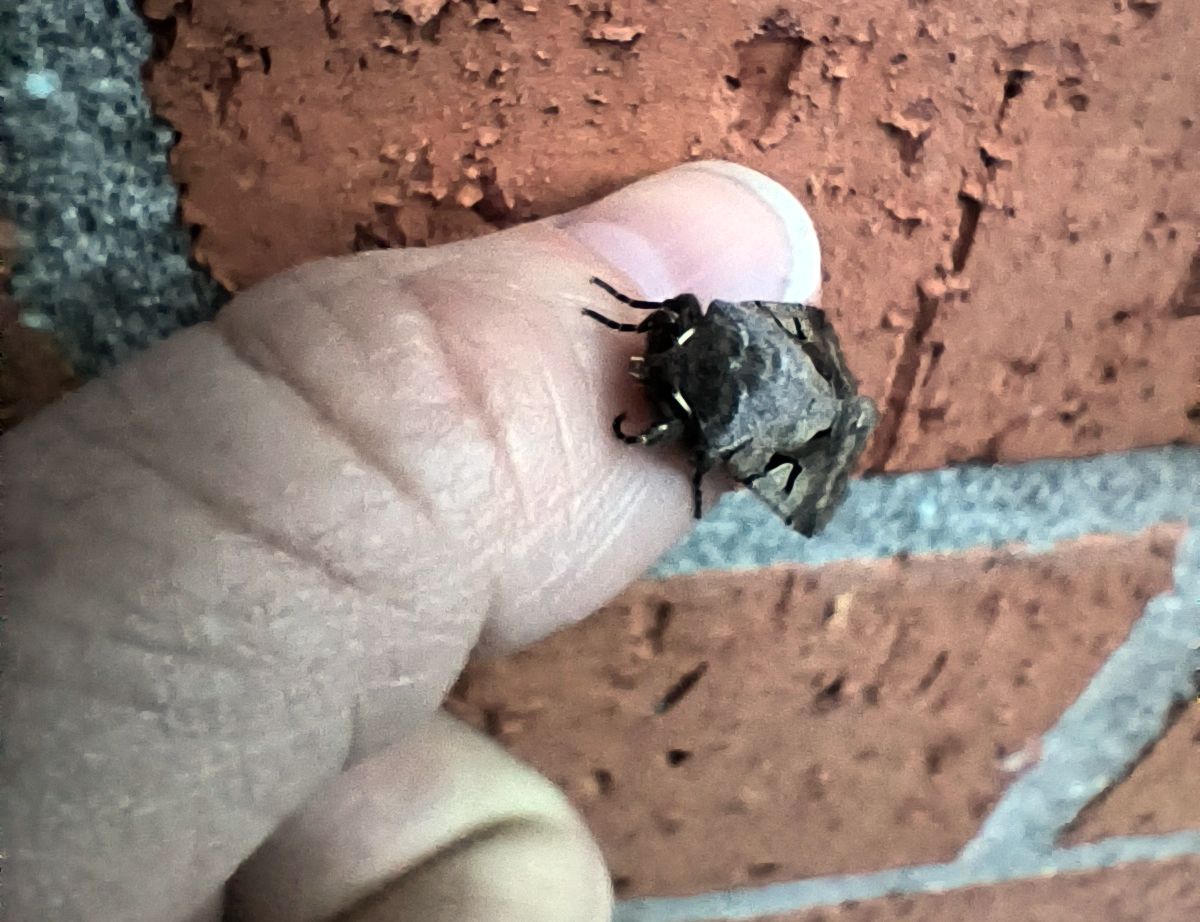 Elles sont là&nbsp;!