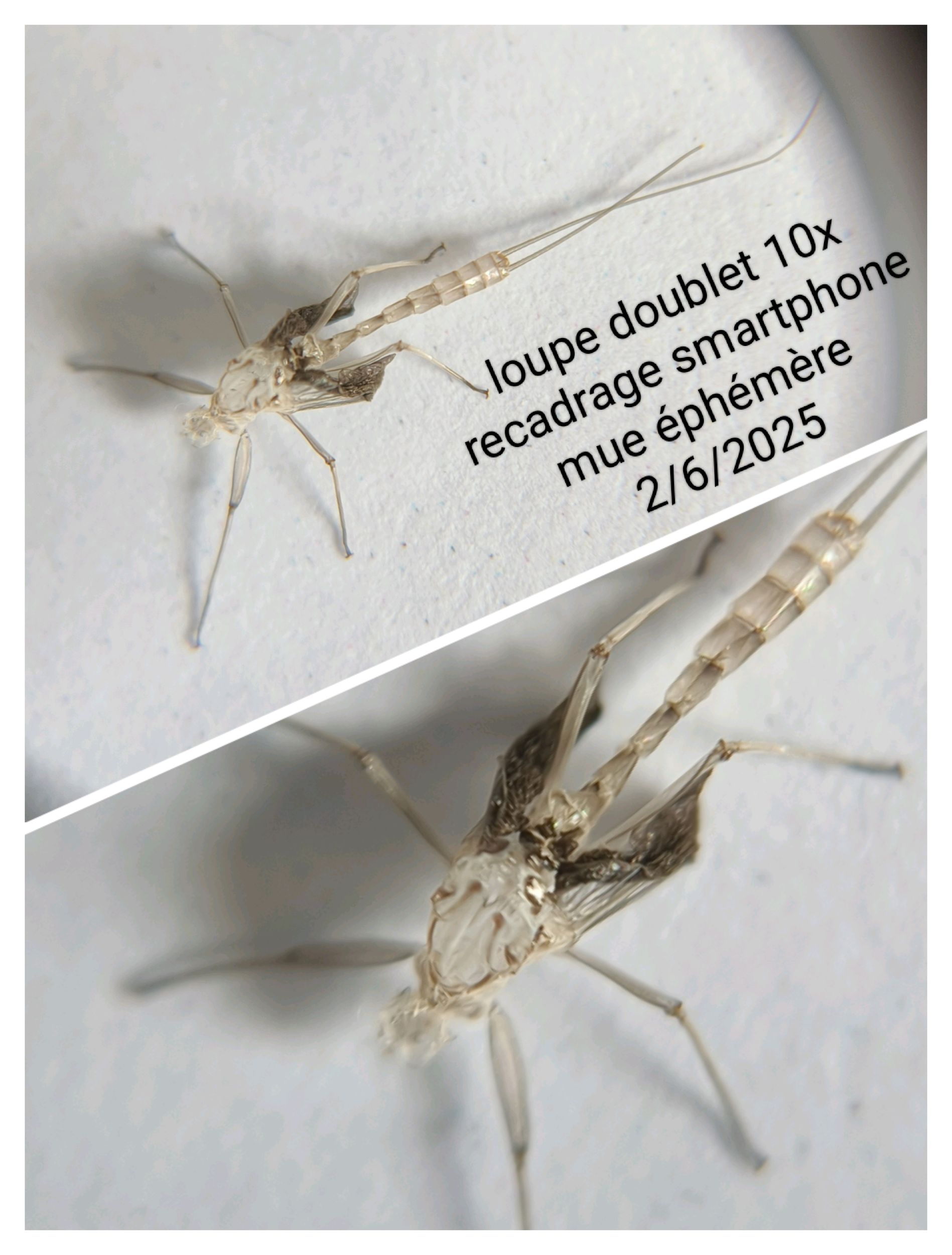 Juste une loupe et tout&nbsp;s&rsquo;éclaire