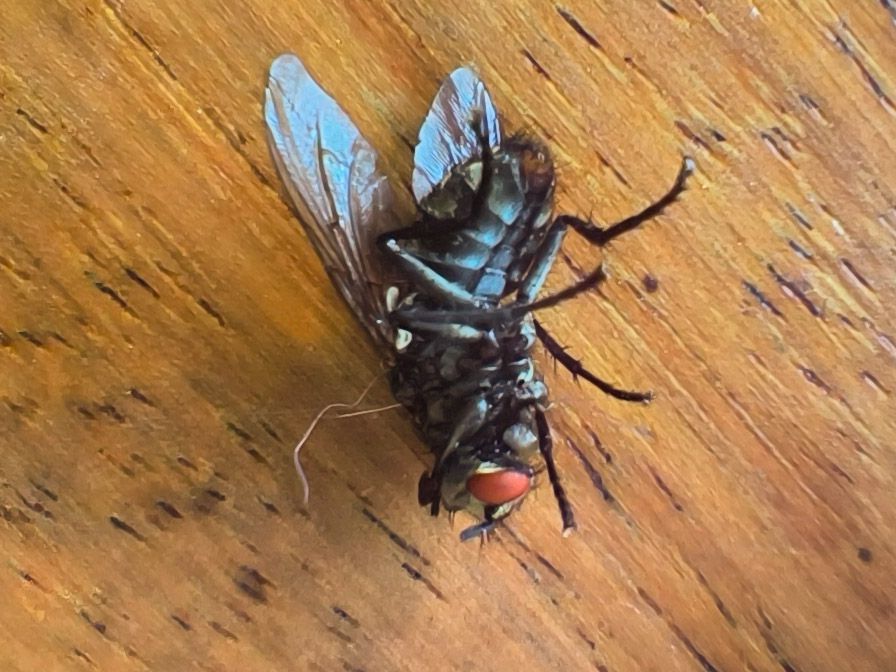 Histoire d&rsquo;une vie. Histoire d&rsquo;une mort annoncée. La&nbsp;mouche.