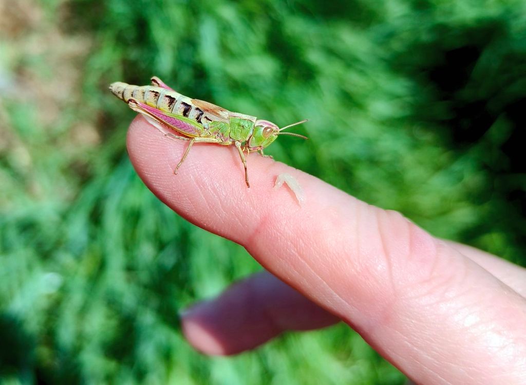 Symphonie de Vie : Criquet et Humain en Harmonie