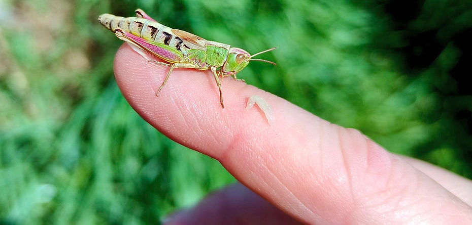 criquet des patures.jpg