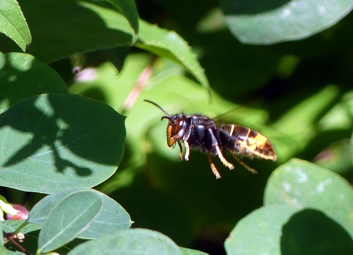 Regarder avant de juger… même un&nbsp;frelon
