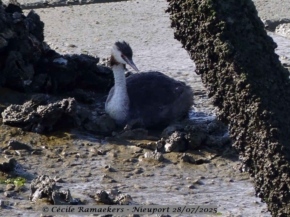 Marcher hors de son&nbsp;élément
