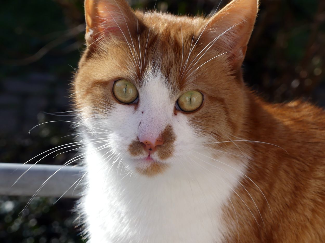 Un bruit dans la&nbsp;nuit