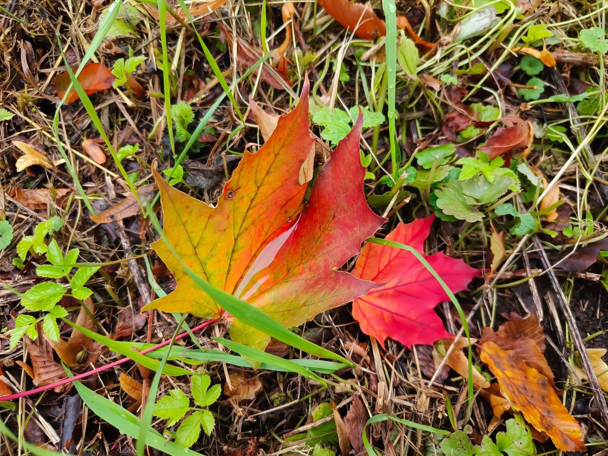 La comptine de&nbsp;l&rsquo;automne