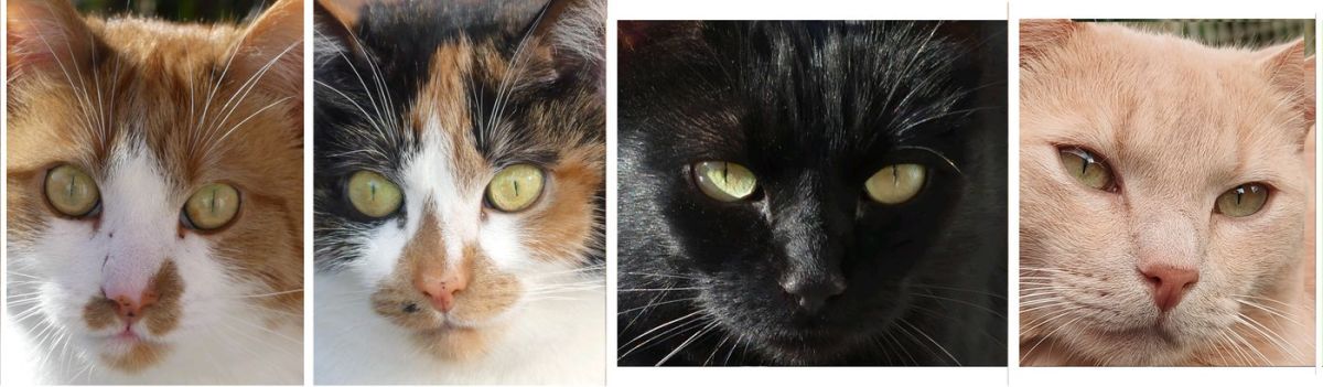 Orion, chat noir et&nbsp;adorable