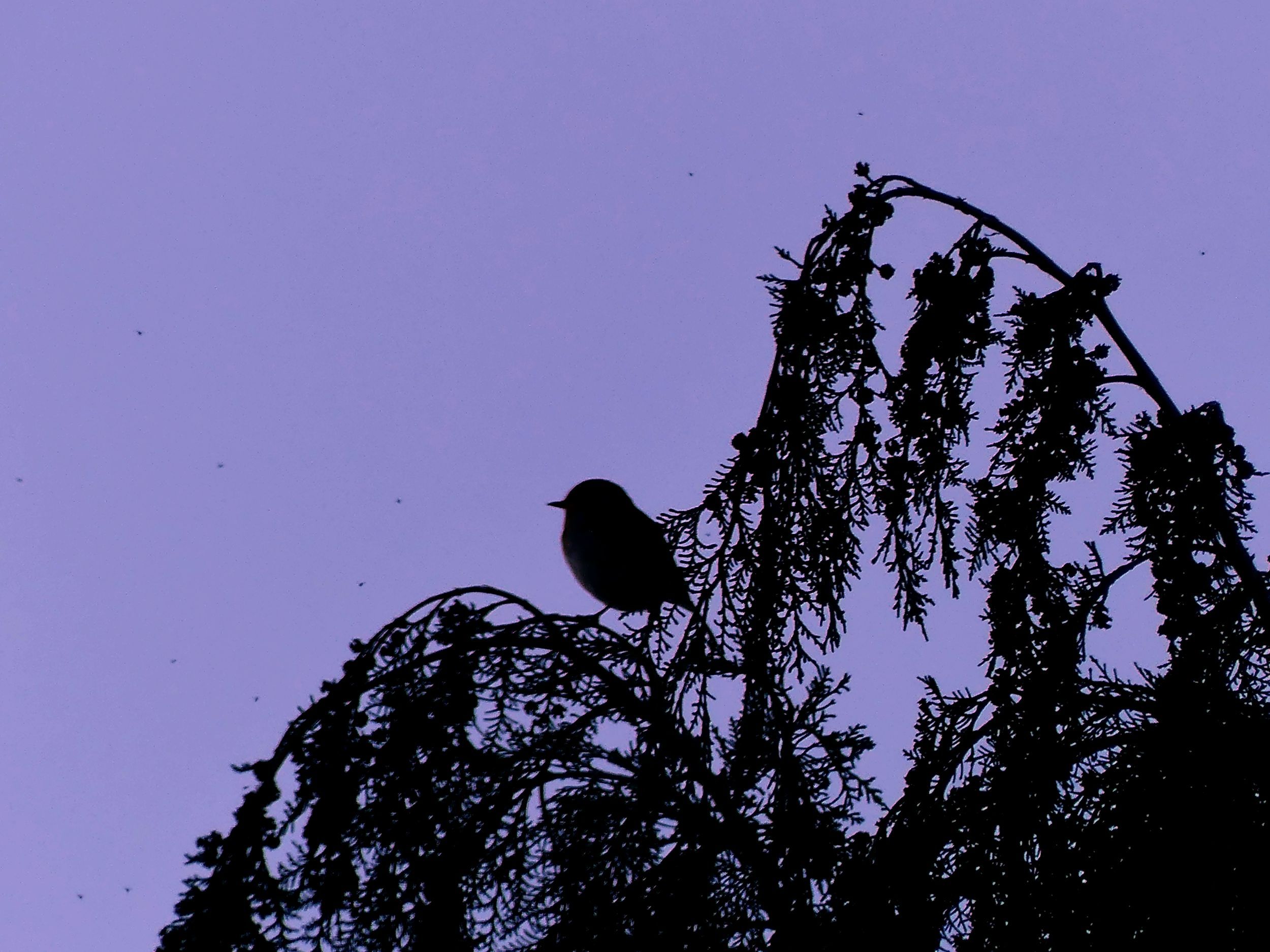 Dans mon jardin d&rsquo;automne, quelques oiseaux&nbsp;et…