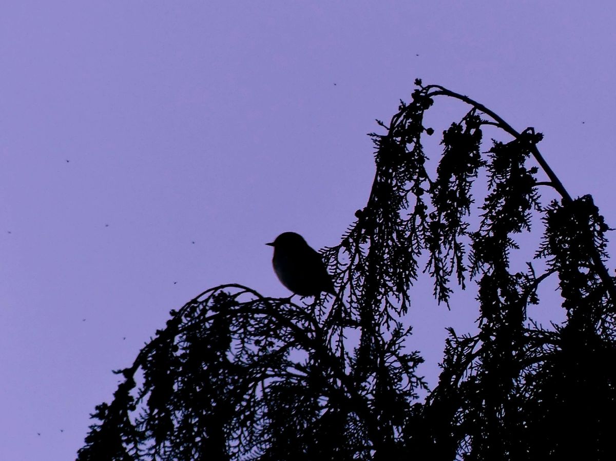 Dans mon jardin d&rsquo;automne, quelques oiseaux&nbsp;et…