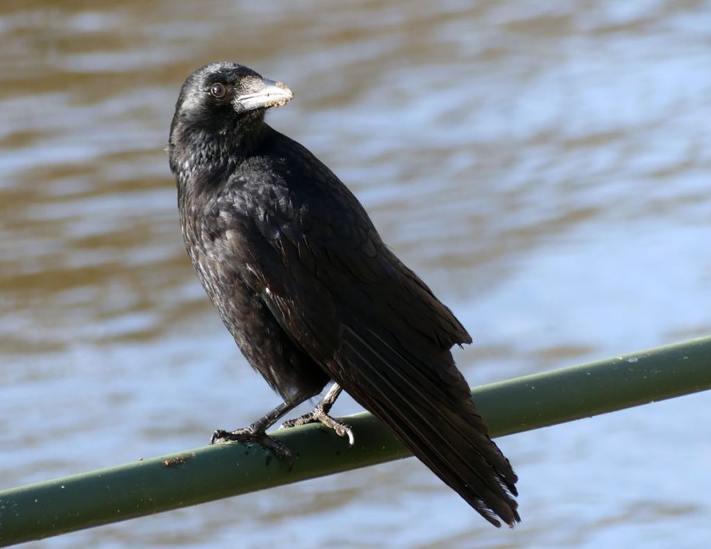 Neuf Kilomètres d&rsquo;Observation : Soin et&nbsp;Nature